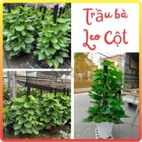 Cây Trầu bà leo cột lá xanh trồng chậu nhựa tán to rộng (Chỉ giao miền Bắc+Bắc miền Trung)
