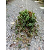 Cây trầu bà mican chậu treo (chỉ giao hỏa tốc HCM)