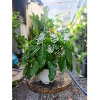 Cây Trầu bà Philodendron Burle Marx chậu treo (chỉ giao hoả tốc HCM)