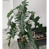 Cây Trầu Bà Rồng Vàng