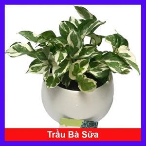 Cây Trầu Bà Sữa Chậu Treo