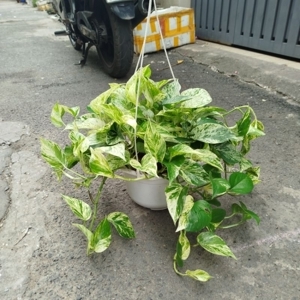 Cây Trầu Bà Sữa Chậu Treo