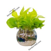 Cây trầu bà thái vàng thủy sinh (Cây trầu bà vàng thủy sinh) - Cây nội thất văn phòng