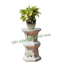 Cây Trầu Bà Thái Vàng