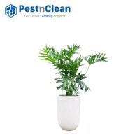 Cây Trầu Bà Thanh Xuân cao 1m3  trồng trong chậu sứ lớn 40×60