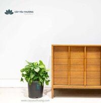Cây trầu bà trắng - chậu nhựa