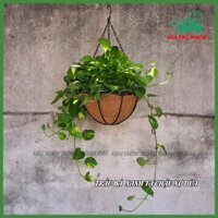 Cây trầu bà trồng chậu treo xơ dừa