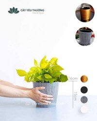 Cây trầu bà vàng để bàn đẹp giá rẻ tại TP.HCM