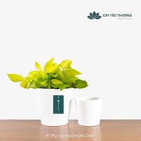 Cây trầu bà vàng đẹp giá rẻ