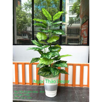 Cây trầu bà vàng giữa 1m2 giả - cây giả trang trí