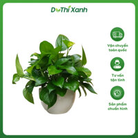 Cây Trầu Bà Xanh, Cây Treo Trang Trí Giúp Lọc Không Khí, Mang Lại May Mắn Cho Gia Chủ - Vườn Kiểng Đô Thị Xanh
