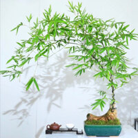 Cây Tre Bonsai Mini Thành Phẩm