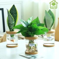 Cây Trồng Trong Nước, Hoa Hồng Xanh, Hoa Da Hổ, Cây Lông Vũ Mùa Xuân, Hoa Phát Tài, Trồng Trong Nhà, Hoa Sống, Cây Xanh,