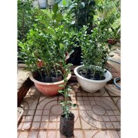 cây trúc ăn lá ,chanh thái. ( siêu sớm) ( chuyên cây giống)