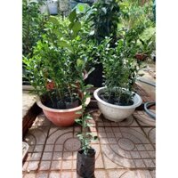 cây trúc ăn lá ,chanh thái. (có bảo hành) (Cây xnah ngọc lan 47)