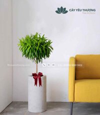 Cây trúc bách hợp cây cảnh đẹp giá rẻ TPHCM