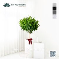 Cây trúc bách hợp Cây cảnh giá tốt, bền đẹp, giao hàng nhanh miễn phí 2023
