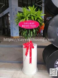 Cây trúc bách hợp Cây Cảnh Tặng Khai Trương Hàn Quốc đẹp,ý nghĩa