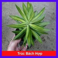 Cây trúc bách hợp - cây cảnh trong nhà  tặng phân bón cho cây