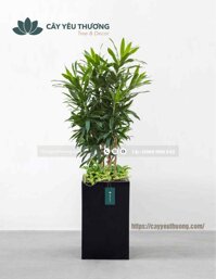 Cây trúc bách hợp cây nội thất đẹp giá rẻ