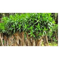 CÂY TRÚC BÁCH HỢP [ CÂY PHONG THỦY - CHẬU TO ] [ FreeShip exTra + ]