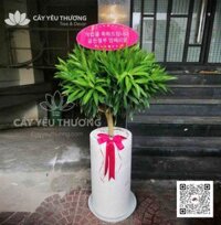 Cây trúc bách hợp - Cây quà tặng khai trương ý nghĩa,tài lộc