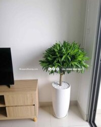 Cây trúc bách hợp Cây trồng trong nhà đẹp giá rẻ