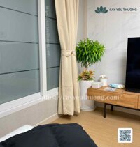 Cây trúc bách hợp cây trồng trong phòng làm việc