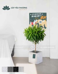 Cây trúc bách hợp cây xanh trang trí quán cà phê giá rẻ