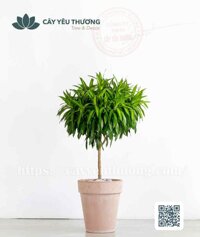 Cây trúc bách hợp Chậu đất nung trồng cây loại lớn