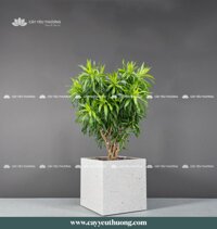 Cây trúc bách hợp gốc lớn - Chậu Trồng Cây Cỡ Lớn