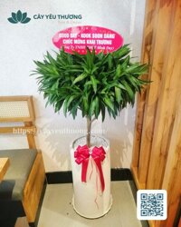 Cây trúc bách hợp mừng khai trương nhà hàng Buffet Nướng, Lẩu Hàn Quốc