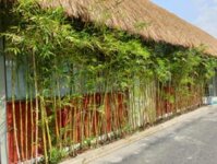 Cây Trúc Cần Câu