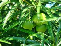 Cây trúc đào hoa vàng