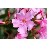 Cây Trúc Đào Hồng