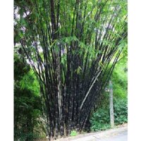 cây trúc đen cực quý hiếm -1 chậu nhiều thân lùn mini- làm cây phong thủy, tiểu cảnh