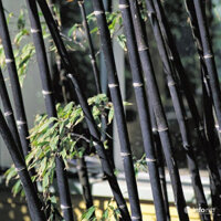 Cây trúc đen - hàng 1 thân