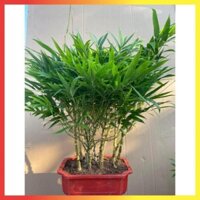 Cây Trúc Đùi Gà (Hàng chuẩn).