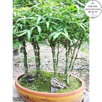 Cây trúc đùi gà -trúc quan âm -tre đùi ếch (ảnh thật số 2).
