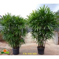 Cây Trúc Mây ,cây cảnh.