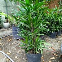 Cây Trúc Mây .Cây Mật Cật