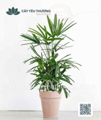 Cây trúc mây Chậu đất nung trồng cây loại lớn