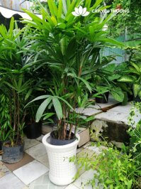 Cây trúc mây - chậu sứ chấm bi lớn