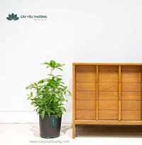 Cây trúc nhật - chậu nhựa