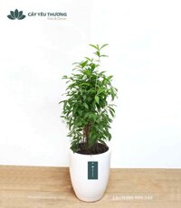 Cây trúc nhật - Chậu Sứ Bom Lớn