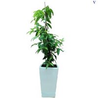 Cây Trúc Nhật Phú Quý Nội Thất