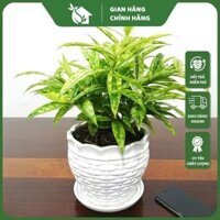 Cây Trúc Nhật Vàng Thu Hút Tài Lộc Cây Phong Thủy Vườn Decor