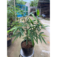 Cây trúc phật bà - cây trúc đùi gà (chậu như hình 1)