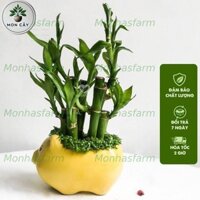 Cây Trúc Phú Quý - Phát Tài - Phát Lộc 15cm, Kèm Chậu Ngẫu Nhiên, Trang Trí Bàn Làm Việc