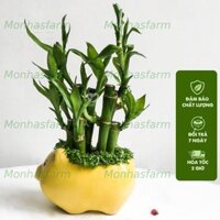 Cây Trúc Phú Quý - Phát Tài - Phát Lộc 15cm, Kèm Chậu Ngẫu Nhiên, Trang Trí Bàn Làm Việc